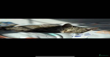 Mixed Breed cats 2 cats looking for a loving home  - Advert 3