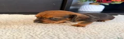 Miniature Dachshund dogs for sale: Lovely litter of 5 Miniature Dachshunds  - Advert 14