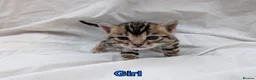 Bengal cats for sale: Gorgeous health tested glitter TICA Bengal kittens - Advert 11