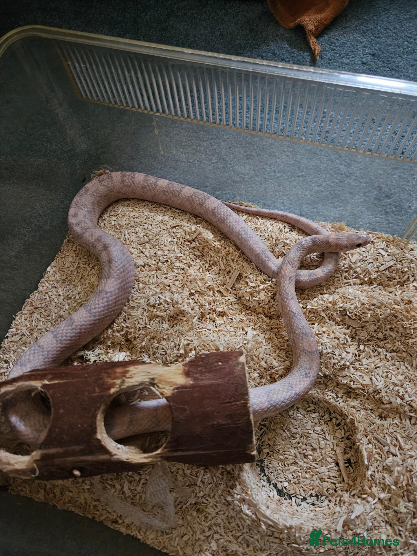Corn Snake reptiles Various Corn Snakes for Sale  - Advert 11