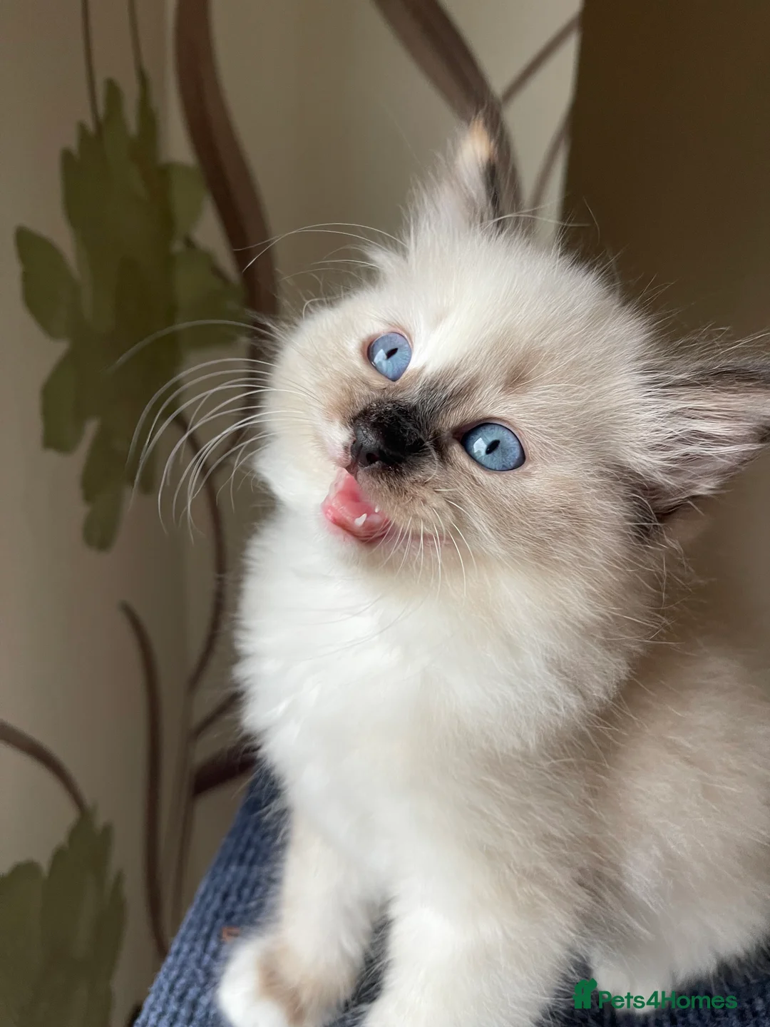 Ragdoll cats for sale: VERY RARE CREAM FLARE BICOLOUR RAGDOLL KITTEN - Advert 22