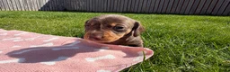 Miniature Dachshund dogs for sale: KC Registered Miniature Dachshund Puppies - Advert 4