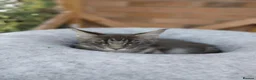 Maine Coon cats for sale: READY FOR COLLECTION  TICA registered kittens - Advert 13