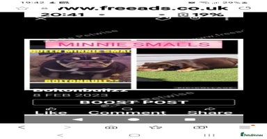 English Bulldog dogs - Advert 3