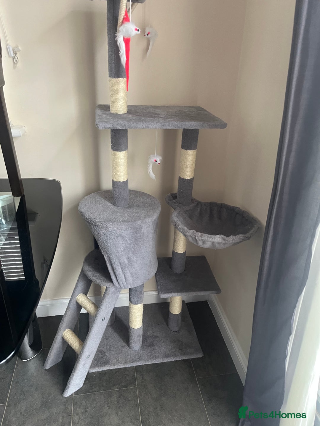 RagaMuffin cats for sale: Gorgeous long haired female  - Image 14