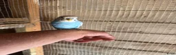 Budgerigars birds for sale: Budgies for sale £40 each collection mk404nn - Advert 1