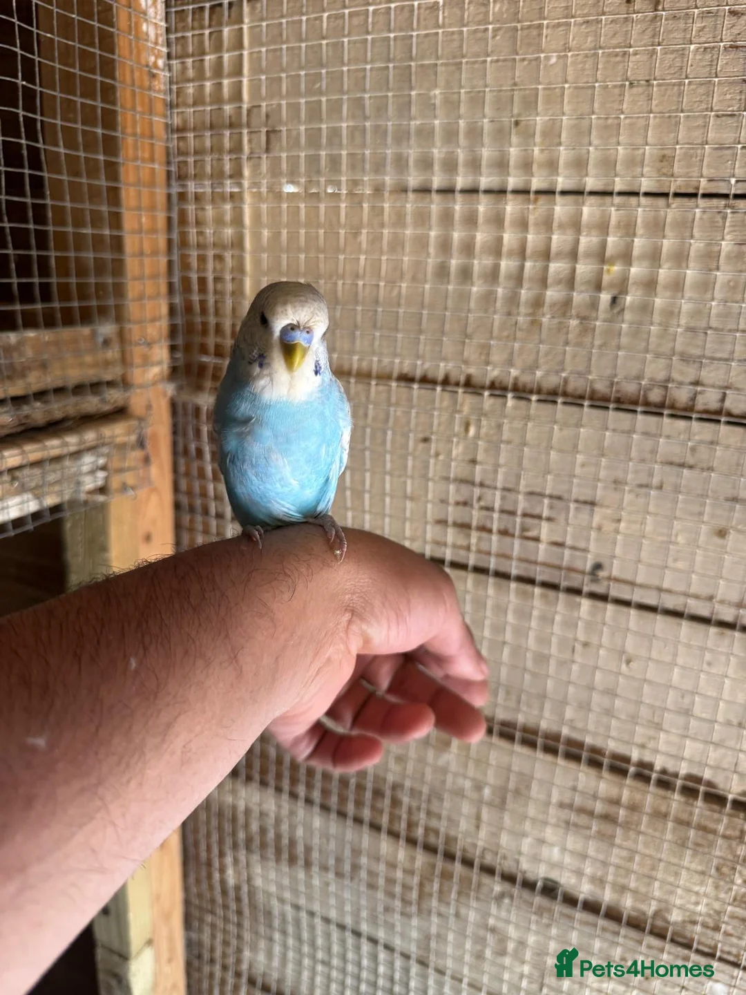 Budgerigars birds for sale: Budgies for sale £40 each collection mk404nn - Advert 1