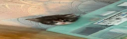Mixed Breed cats for sale: Adorable Fluffy Kittens for Sale 6-8 in Nottingham - Advert 22