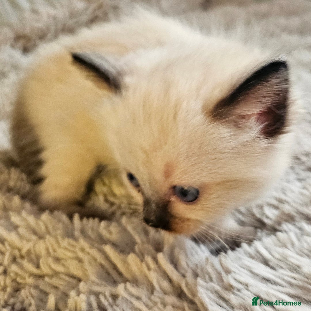Ragdoll cats for sale: 7 beautiful fluffy Ragdoll cats.  - Image 37