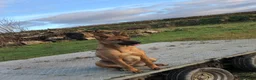 Mixed Breed dogs for sale: Dutch Herder x Belgian Malinois - Advert 6