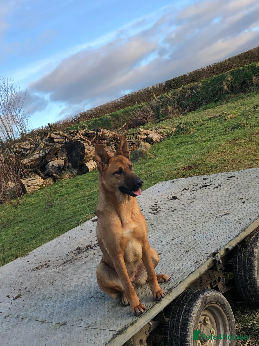 Mixed Breed dogs for sale: Dutch Herder x Belgian Malinois - Advert 6