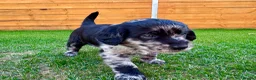 Labradoodle dogs for sale: Labradoodle Babies 🐾🐾🐾 - Advert 13