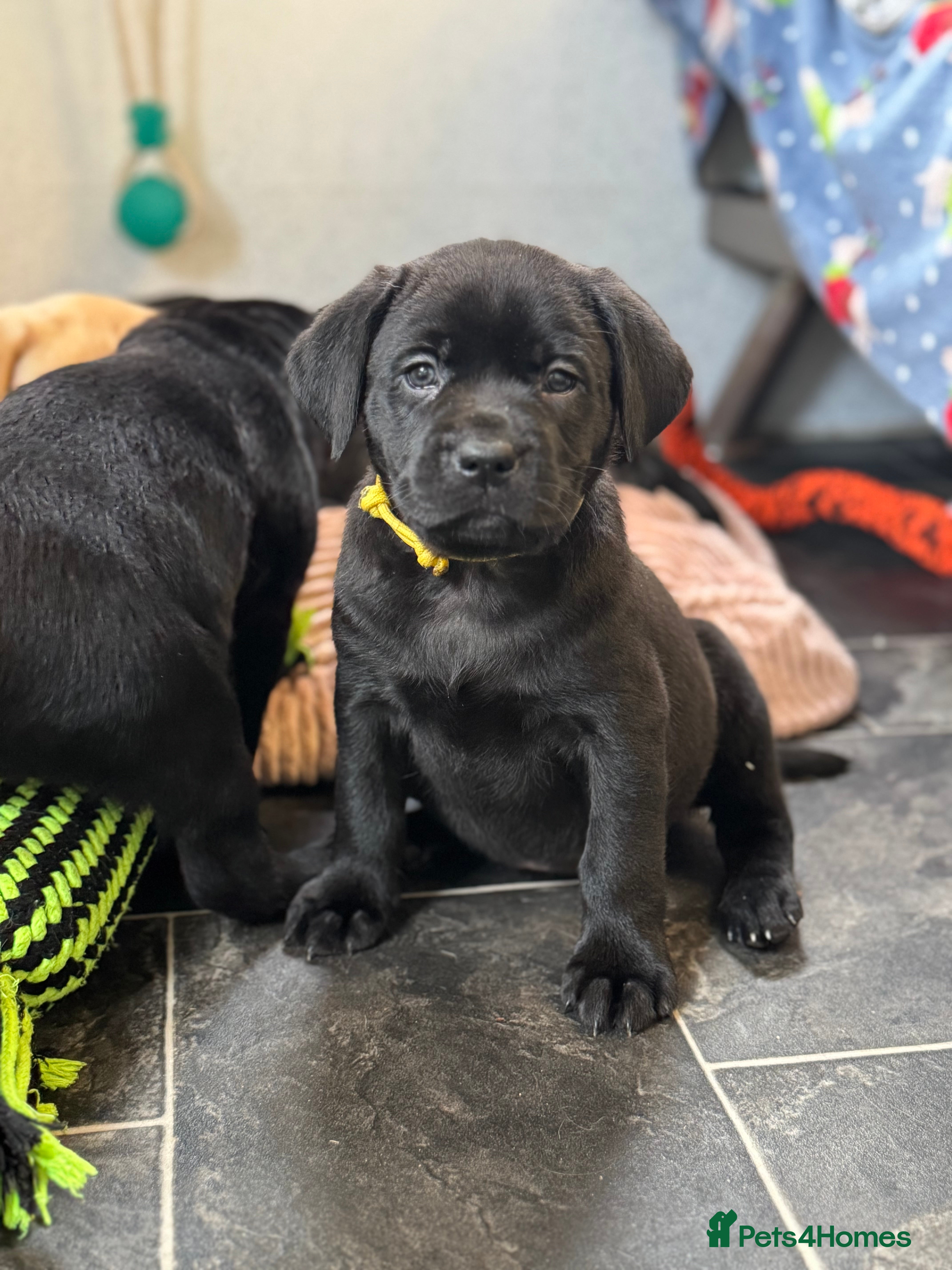 Labrador Retriever dogs Stunning KC Puppies Health Tested Parents - Advert 2