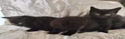 Mixed Breed cats for sale: British shorthair X - Advert 3