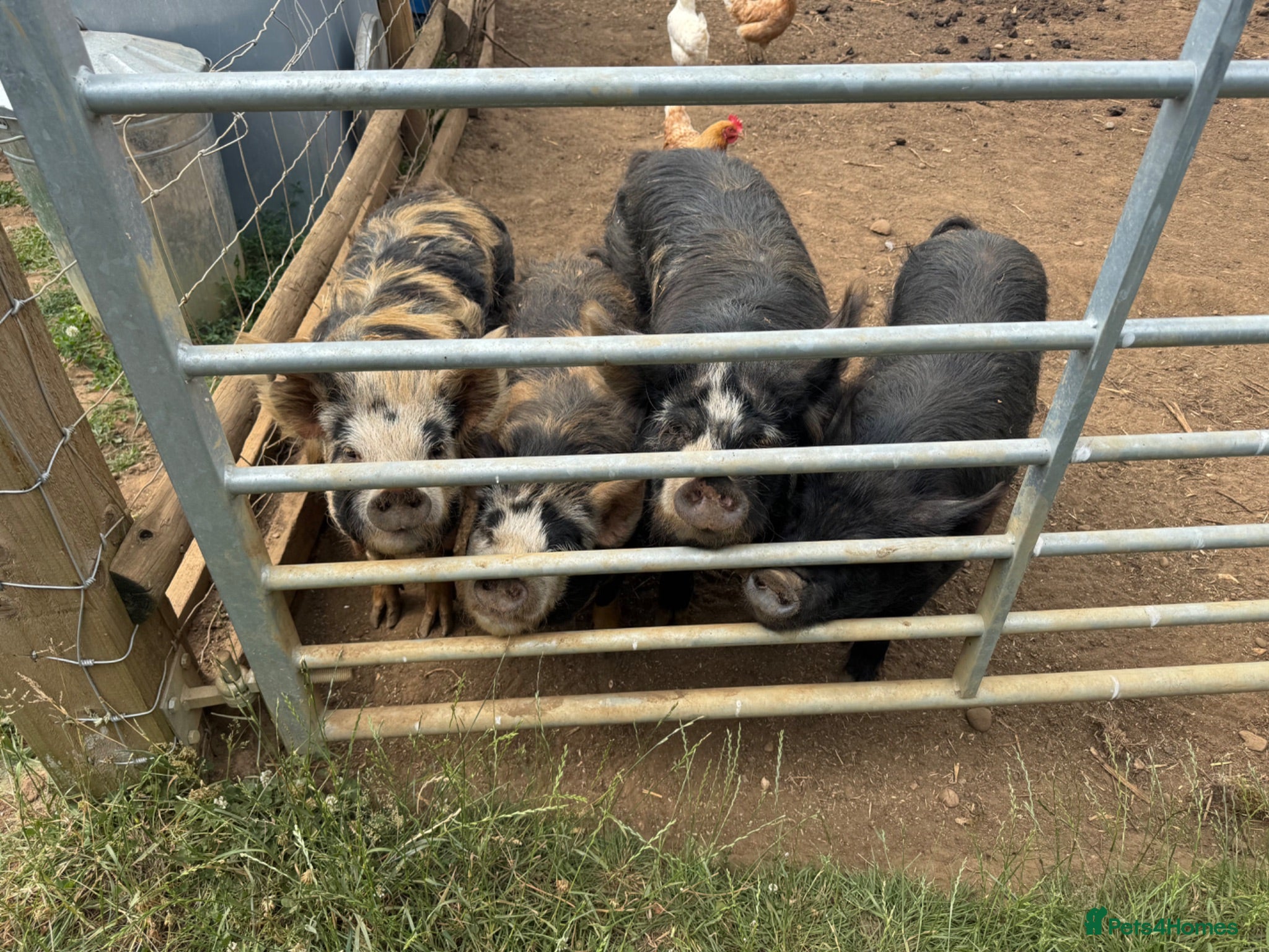 Pig livestock Kune Kune pigs  - Advert 11