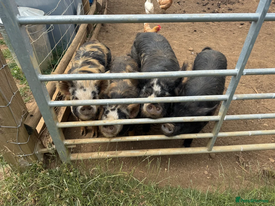 Pig livestock for sale: Kune Kune pigs  - Advert 1