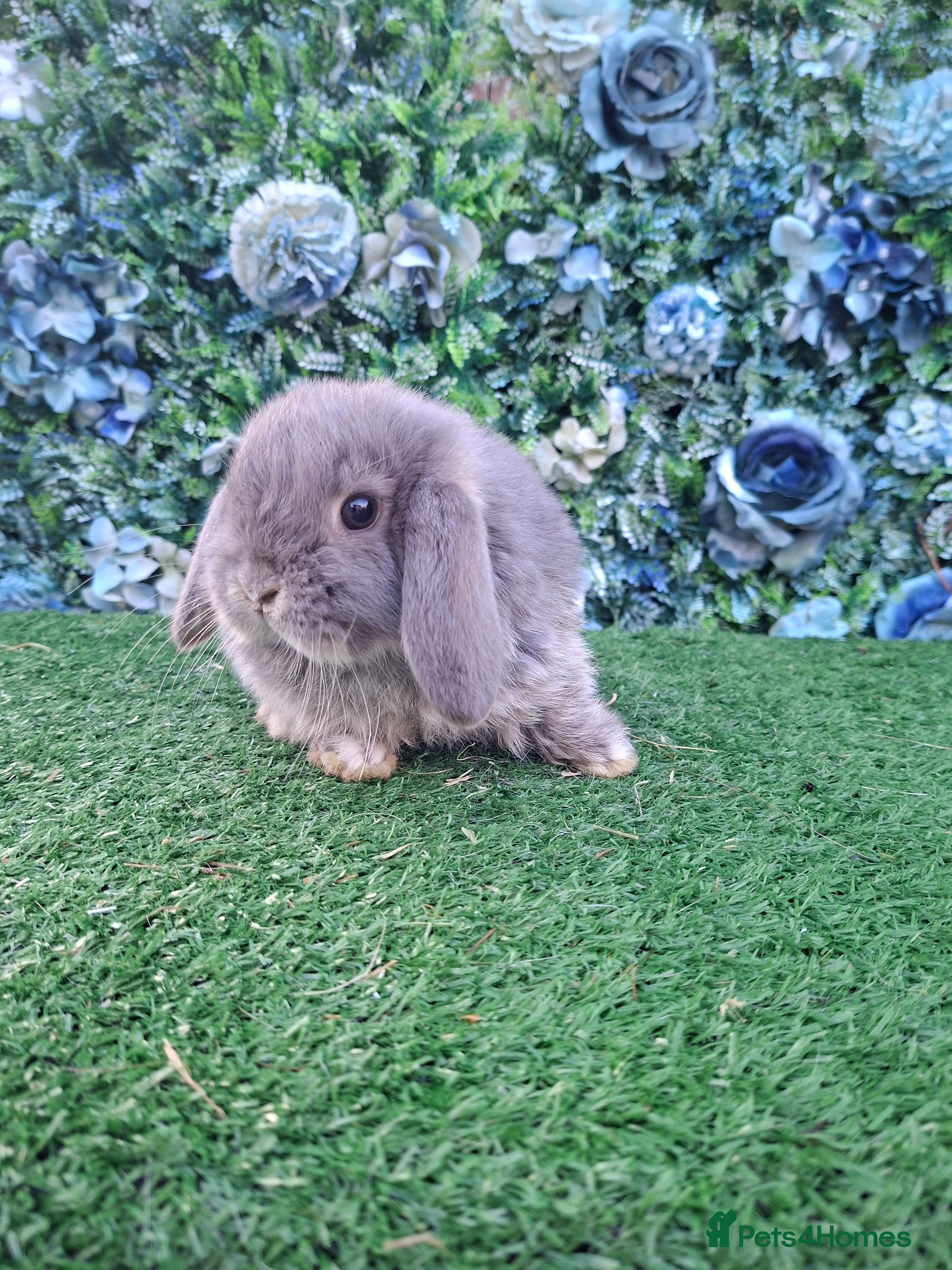 Mini Lop rabbits Beautiful Mini Lop babies Ready 18th Dec  - Advert 18