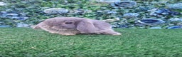 Mini Lop rabbits for sale: Beautiful Mini Lop babies Ready 18th Dec  - Advert 1