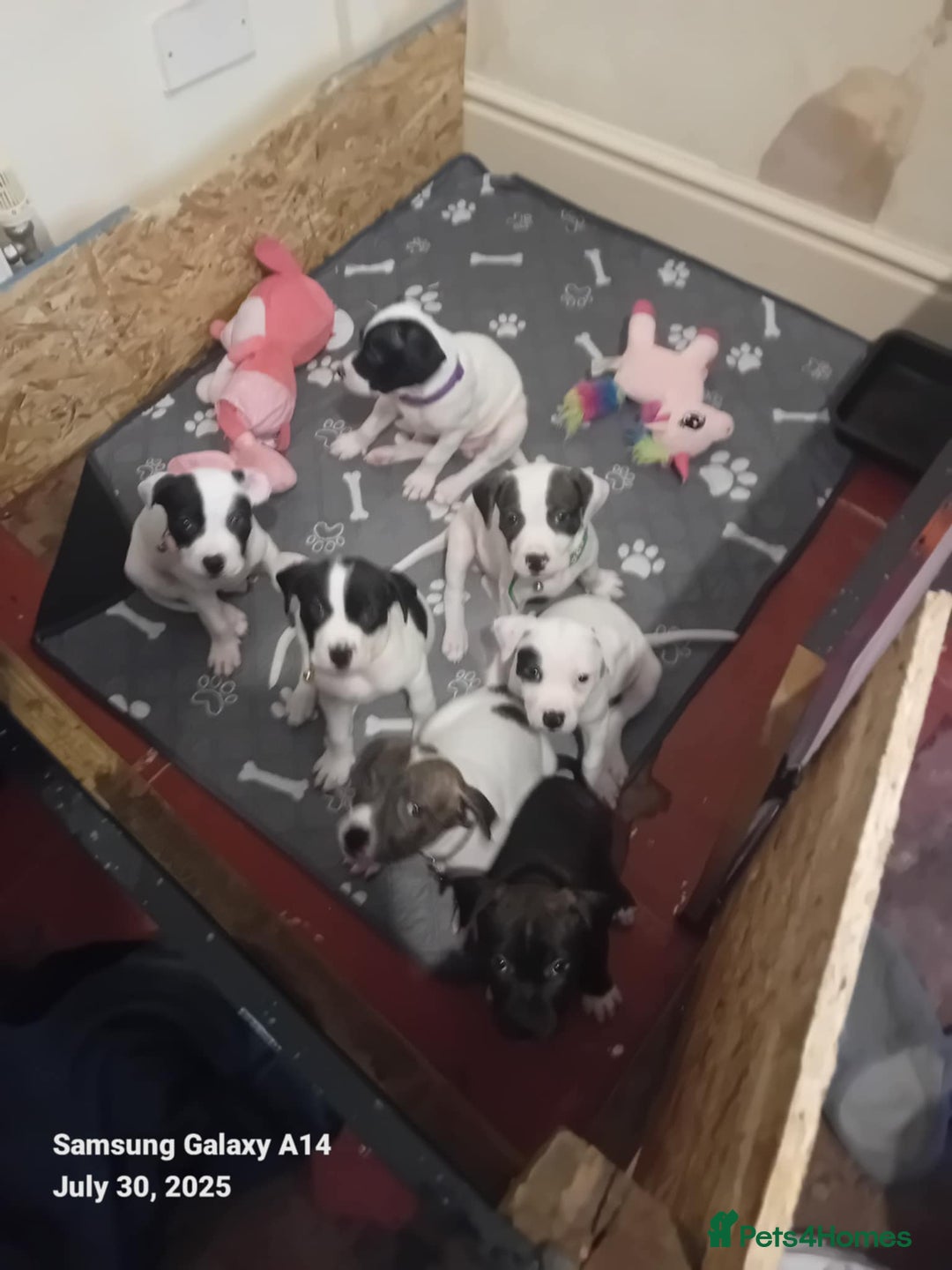 Staffordshire Bull Terrier dogs for sale: Staffie puppies for sale  - Image 17