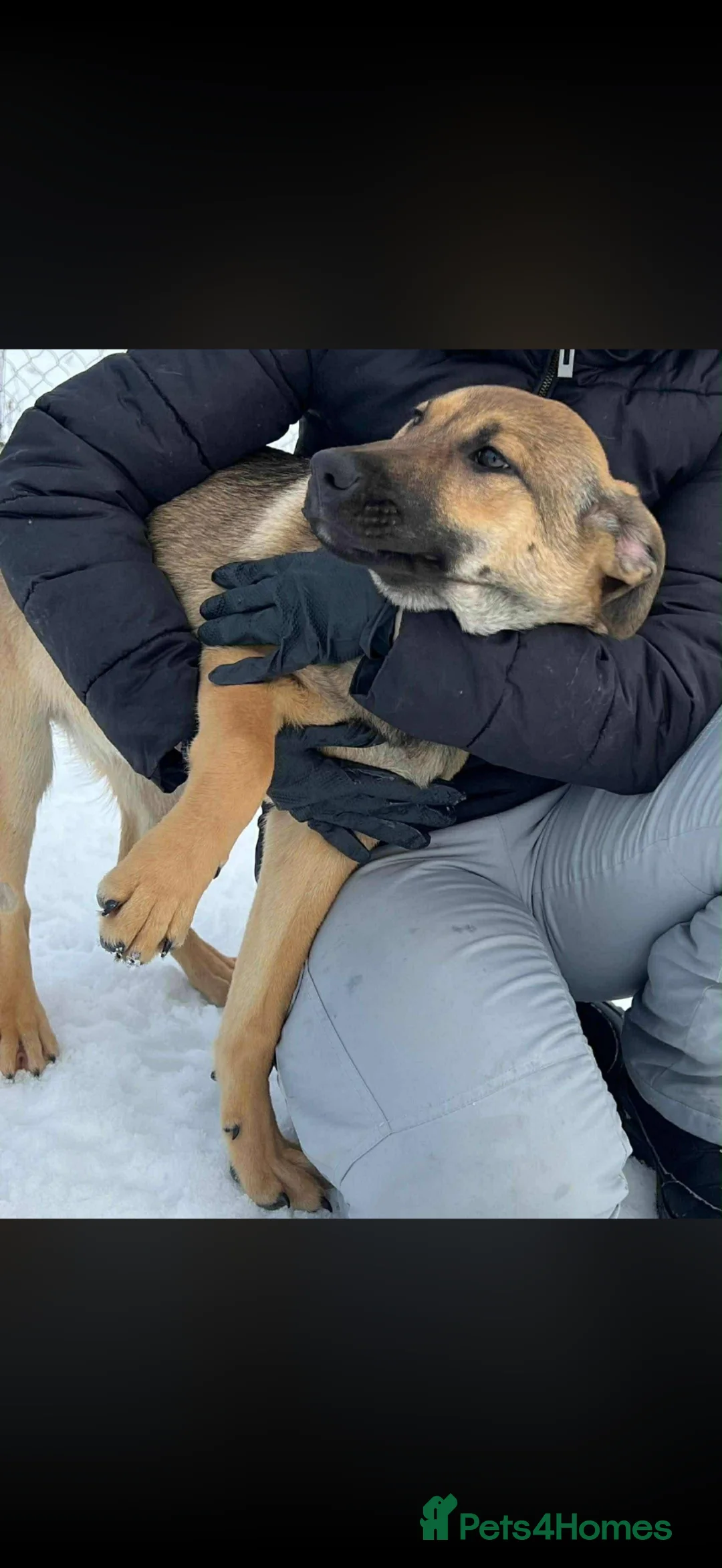 Mixed Breed dogs for adoption: 🍀 YOUR LUCKY FOUR-LEGGED CLOVER IS WAITING 🍀 - Advert 6