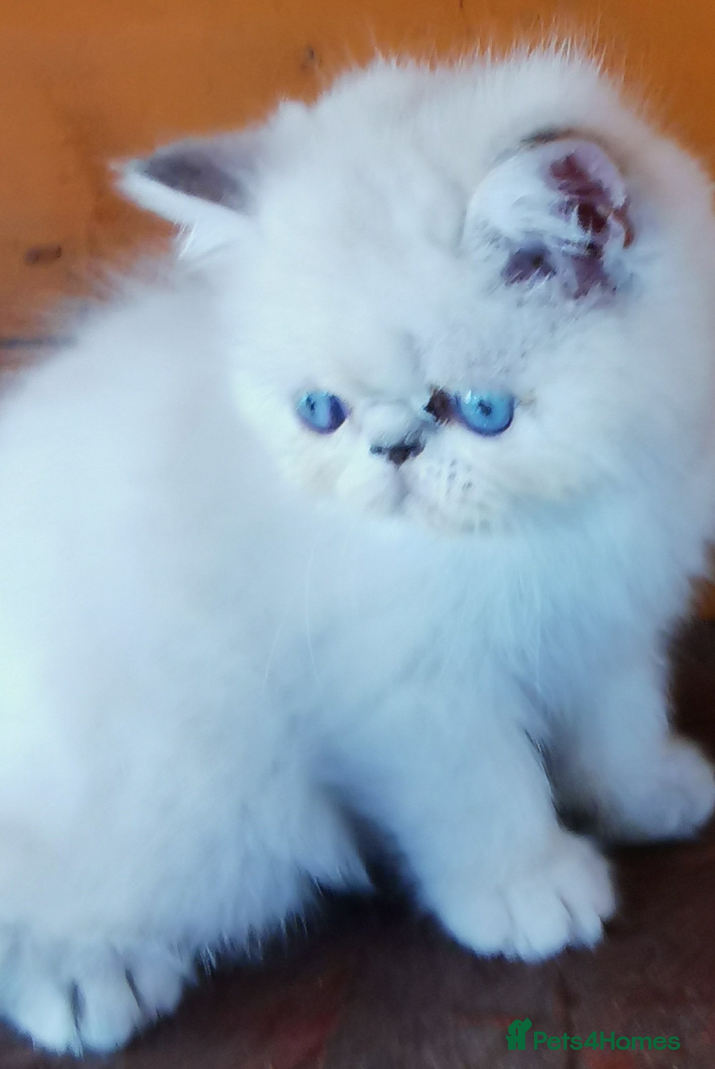 Exotic cats Pedigree exotic female kitten  - Advert 10