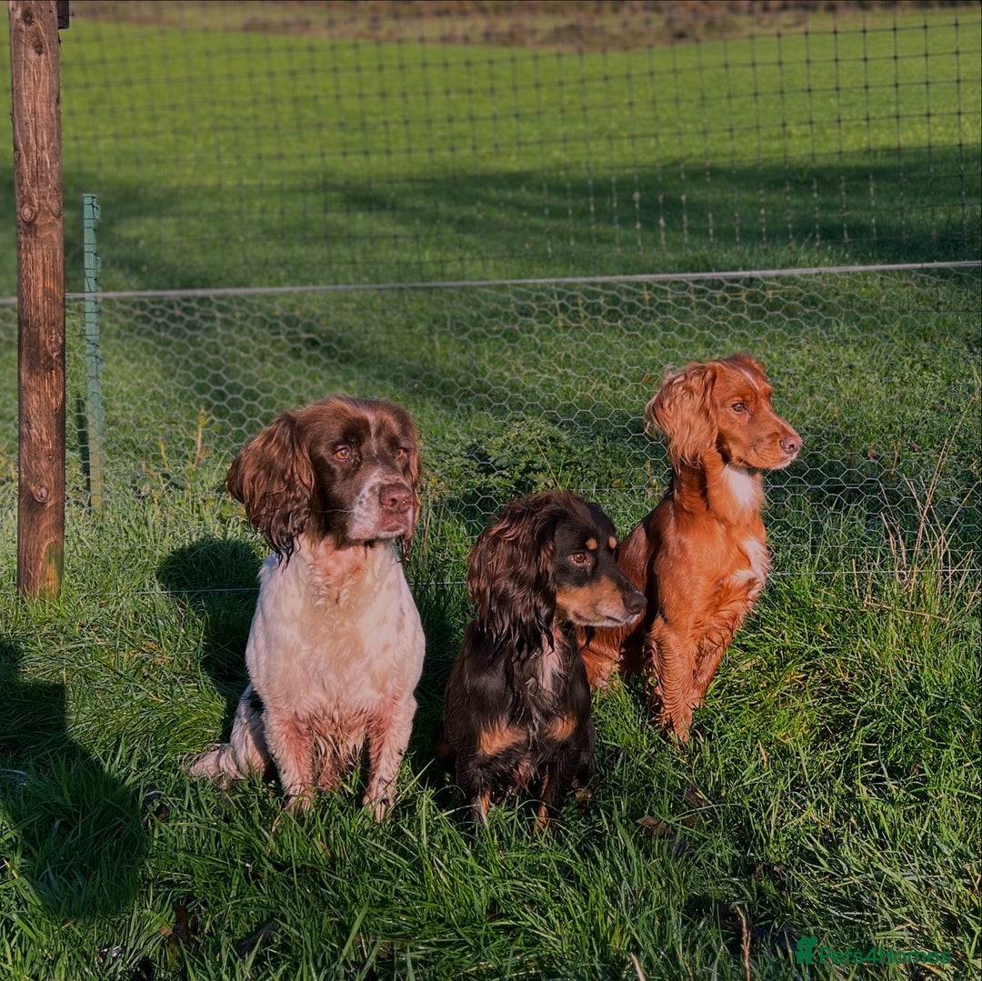 Cocker Spaniel dogs for stud: Health tested. Carries tan. KC reg.  in Blandford Forum - Advert 2