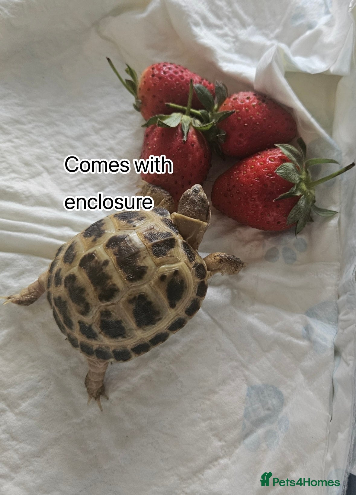 Tortoise reptiles Baby Horsefield tortoise available with set up - Advert 3