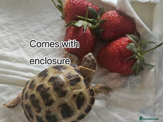 Tortoise reptiles Baby Horsefield tortoise available with set up - Advert 3
