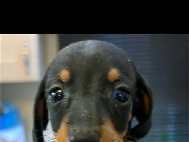 Miniature Dachshund dogs for sale: Miniature dachshund - Advert 2