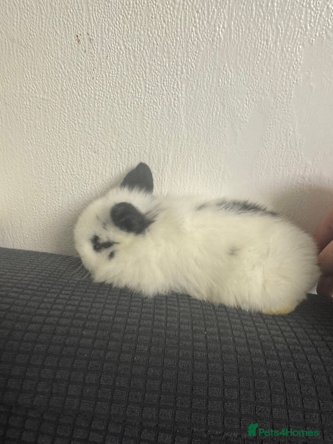 Mini Lop rabbits for sale: Baby mini lops  - Advert 2