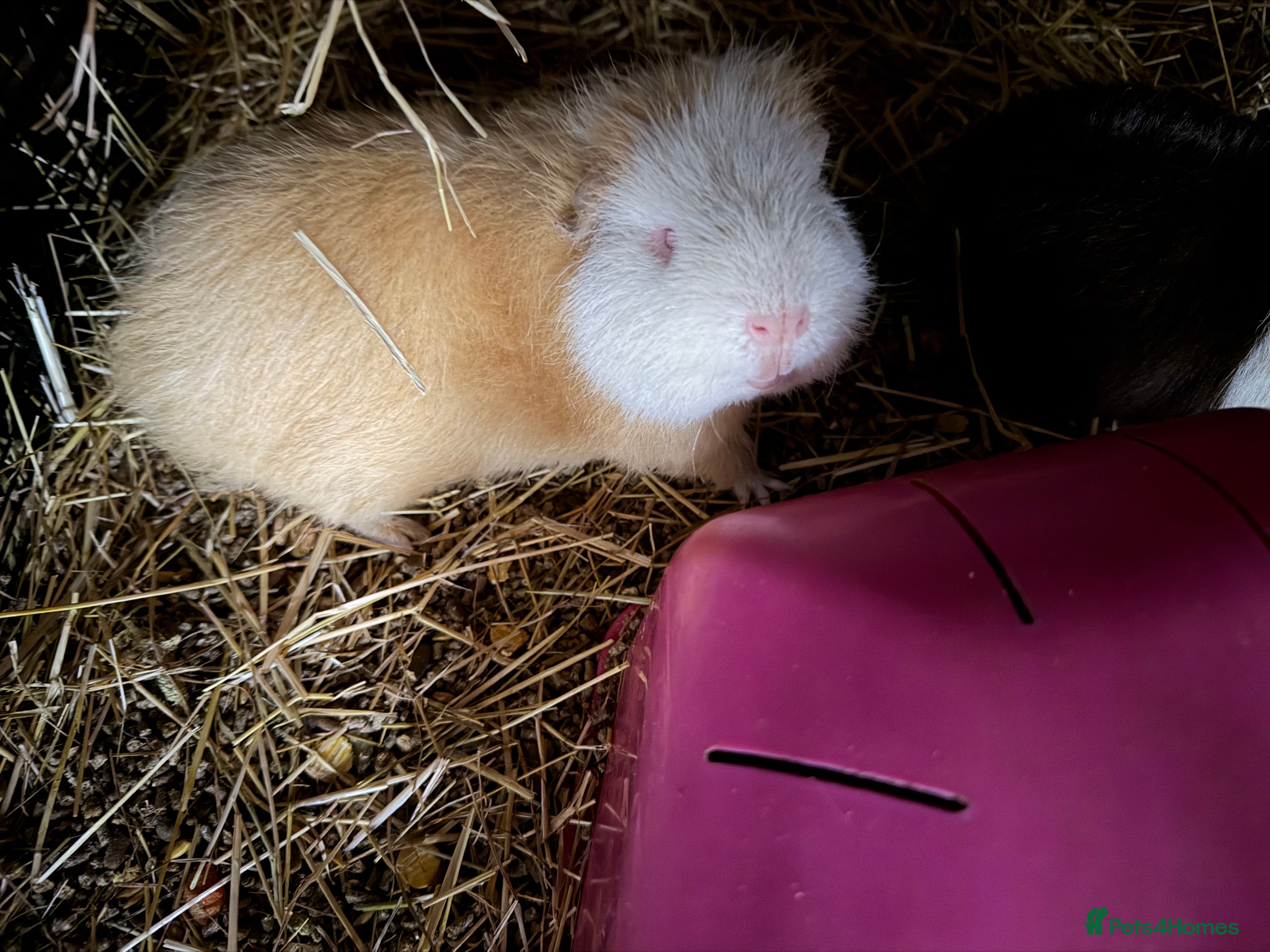 Guinea Pig rodents One eyed lovely boy 😃 - Advert 4