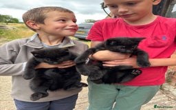British Shorthair cats for sale: Adorable and Active Kittens ready for new homes! - Image 3