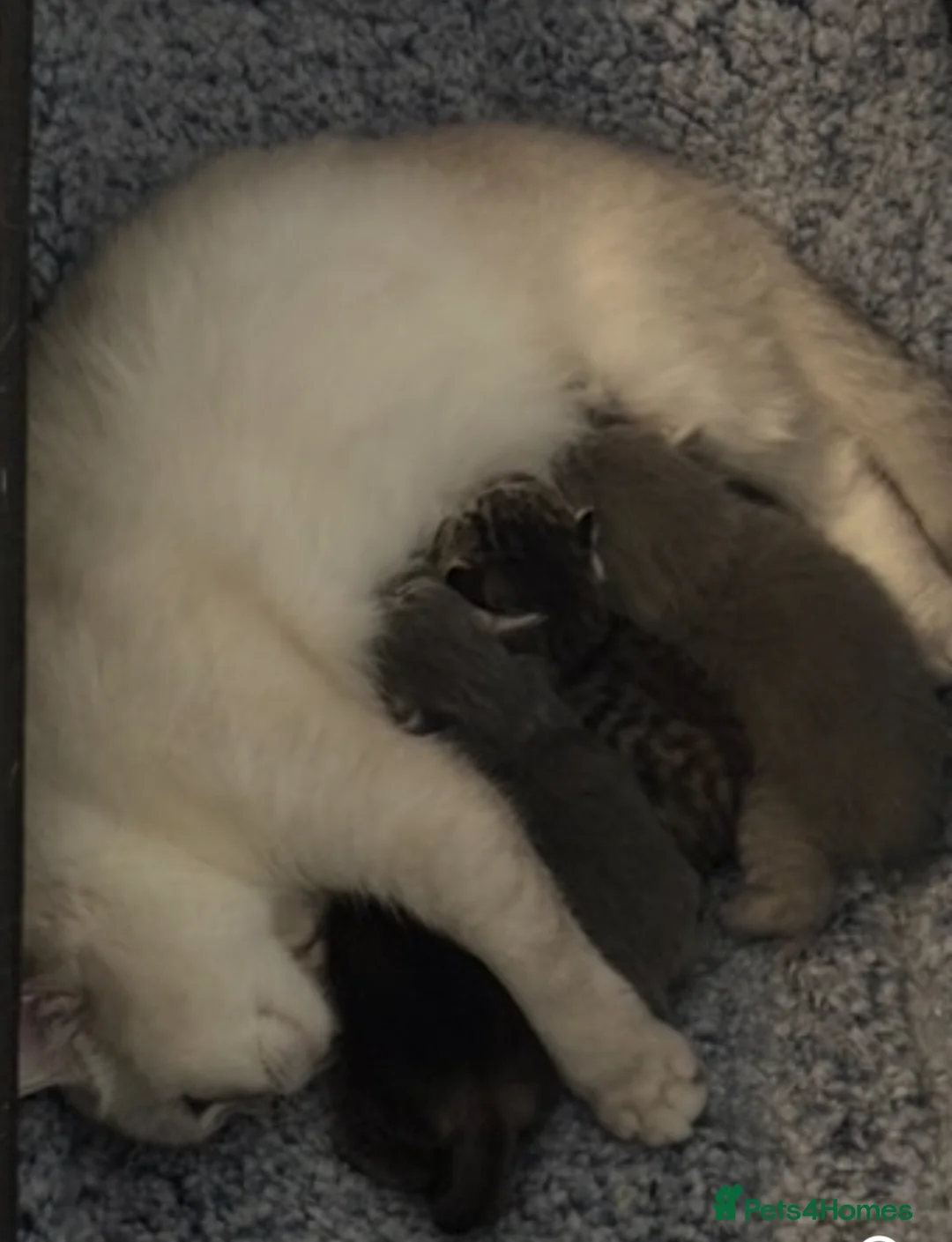Scottish Fold cats for sale: Absolutely stunning Scottish straight kittens  - Advert 18
