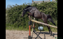 English Thoroughbred horses for sale: 12 year old 16.2hh gelding  - Image 2