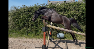 English Thoroughbred horses - Advert 2