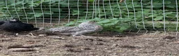 Chickens poultry for sale: 4x Cream Legbar & Black Copper Maran Pullets - Advert 3