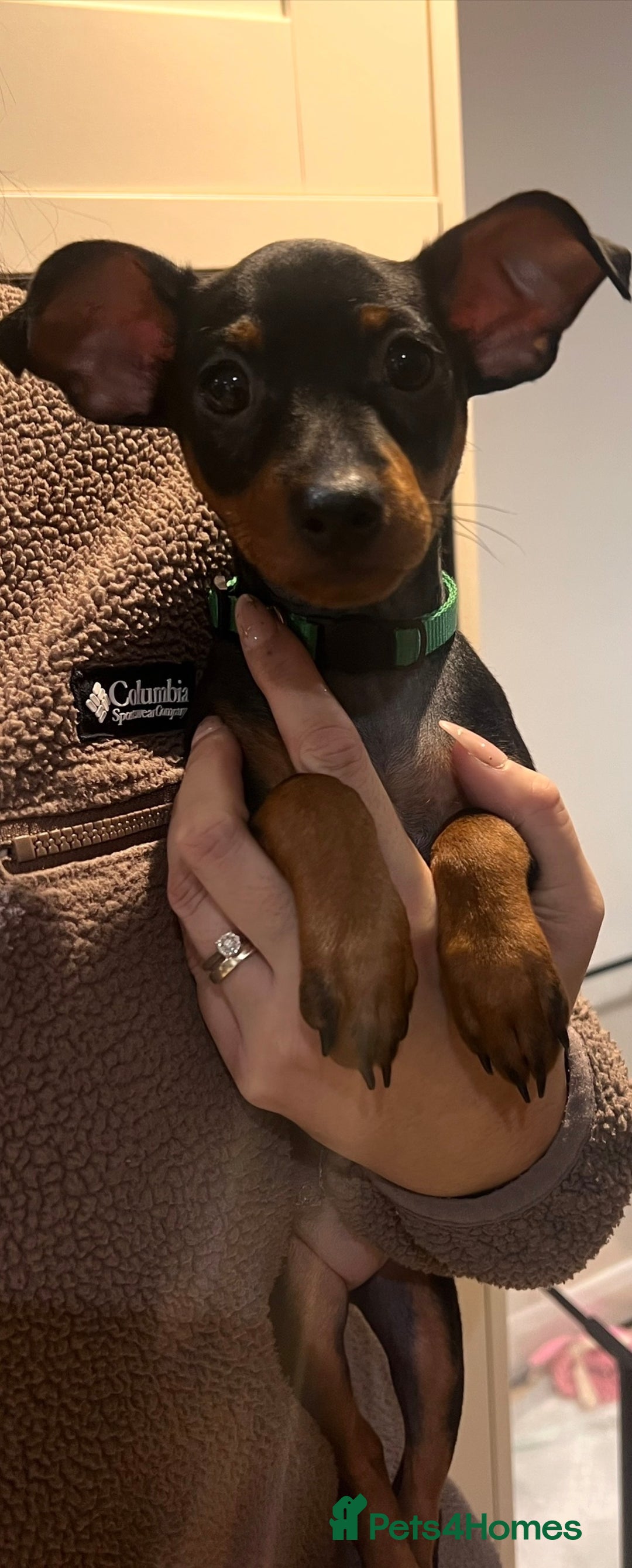 Miniature Pinscher dogs for sale: Stunning Miniature Pinscher Boy 💕 - Advert 5