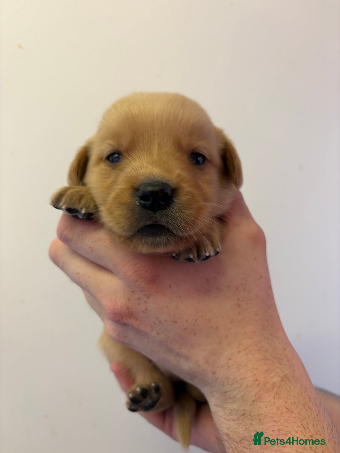 Goldador dogs for sale: Lovely Goldadors  - Image 5