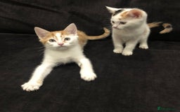 Mixed Breed cats for sale: Ginger and Tortie Kittens 2 available  - Image 1