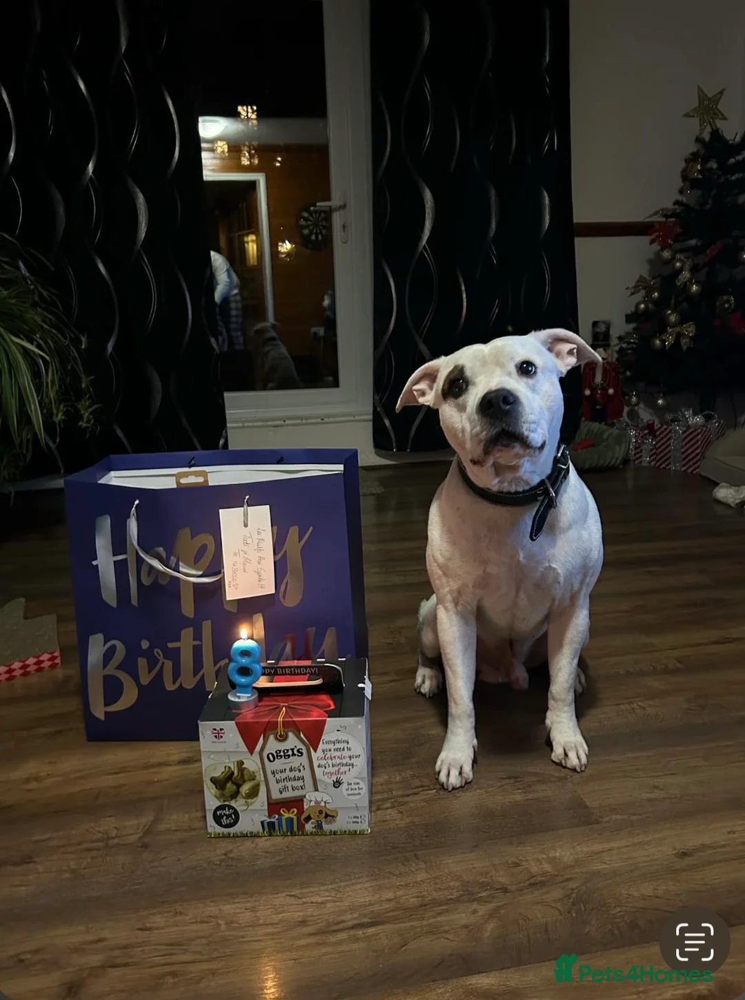 Staffordshire Bull Terrier dogs for stud: Staffordshire Bull Terrier Male For Stud in Milton Keynes - Advert 2