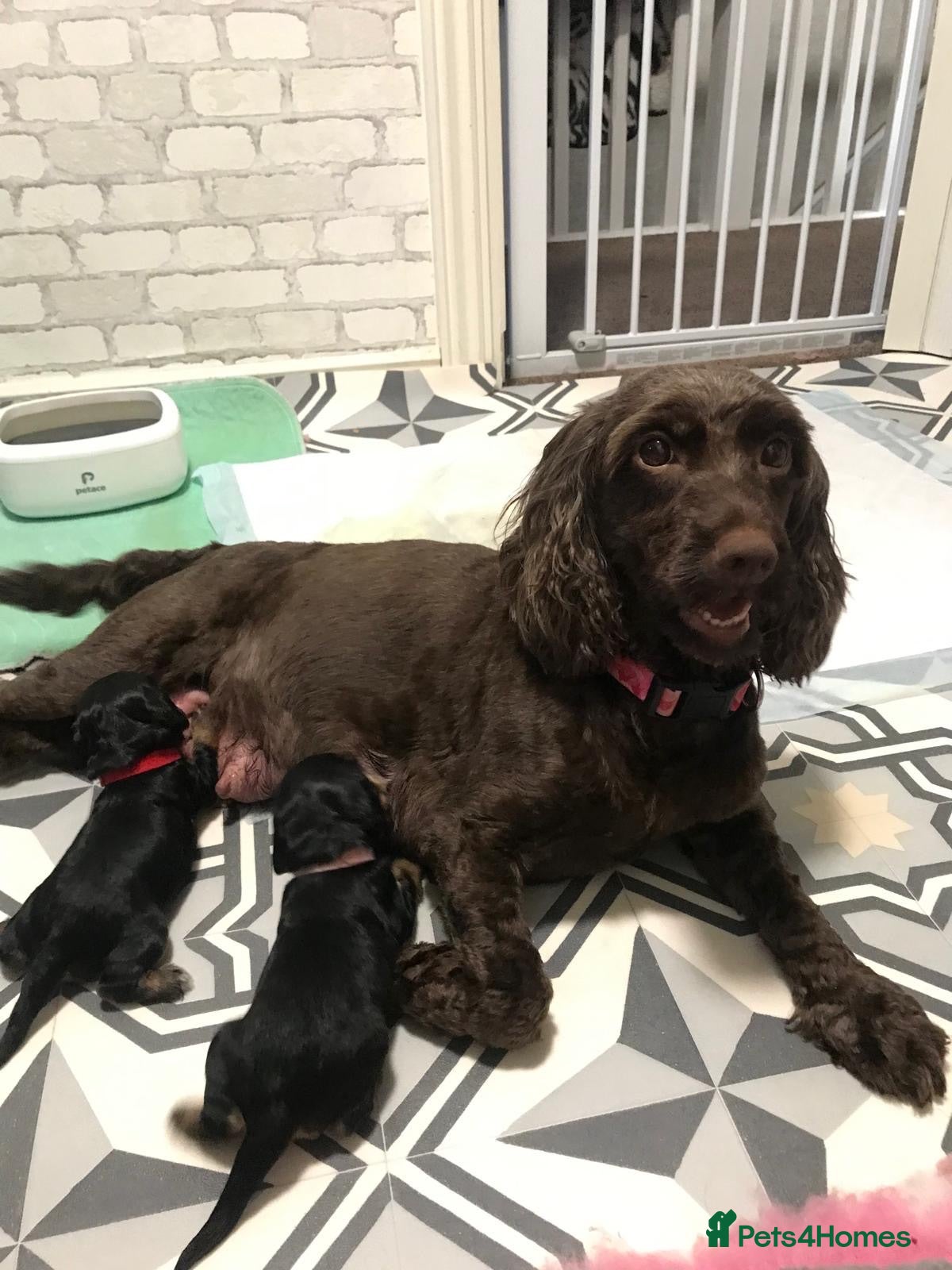 Cockapoo dogs 🐾❤️🐕‍🦺Cockapoo F1B ready to go 🐕‍🦺❤️🐾 - Advert 1