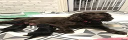 Cockapoo dogs for sale: 🐾❤️🐕‍🦺Cockapoo F1B ready to go 🐕‍🦺❤️🐾 - Advert 1