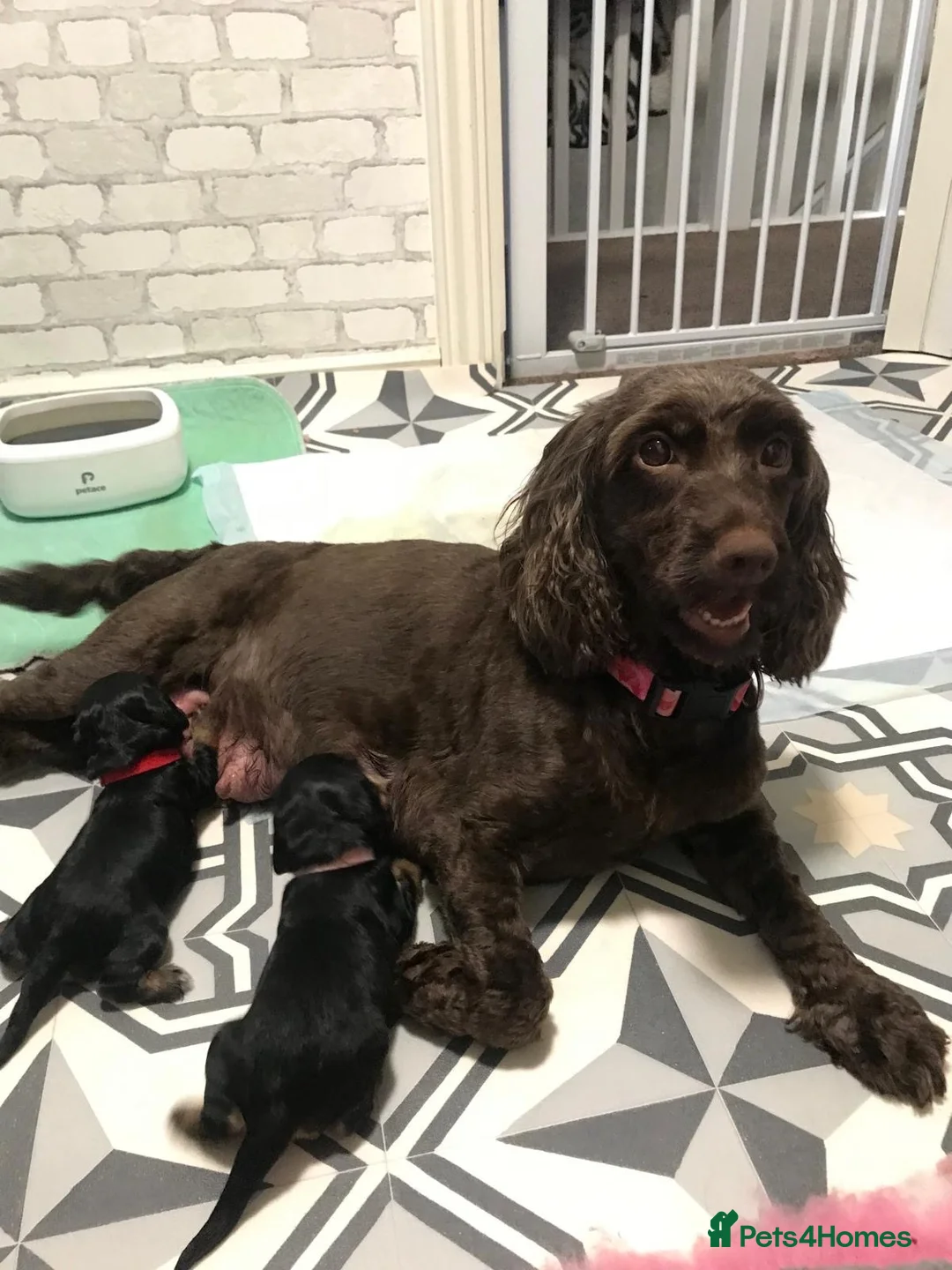 Cockapoo dogs for sale: 🐾❤️🐕‍🦺Cockapoo F1B ready to go 🐕‍🦺❤️🐾 - Advert 1