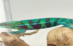 Chameleon reptiles for sale: Ambanja panther chameleon PURPLE  - Image 9