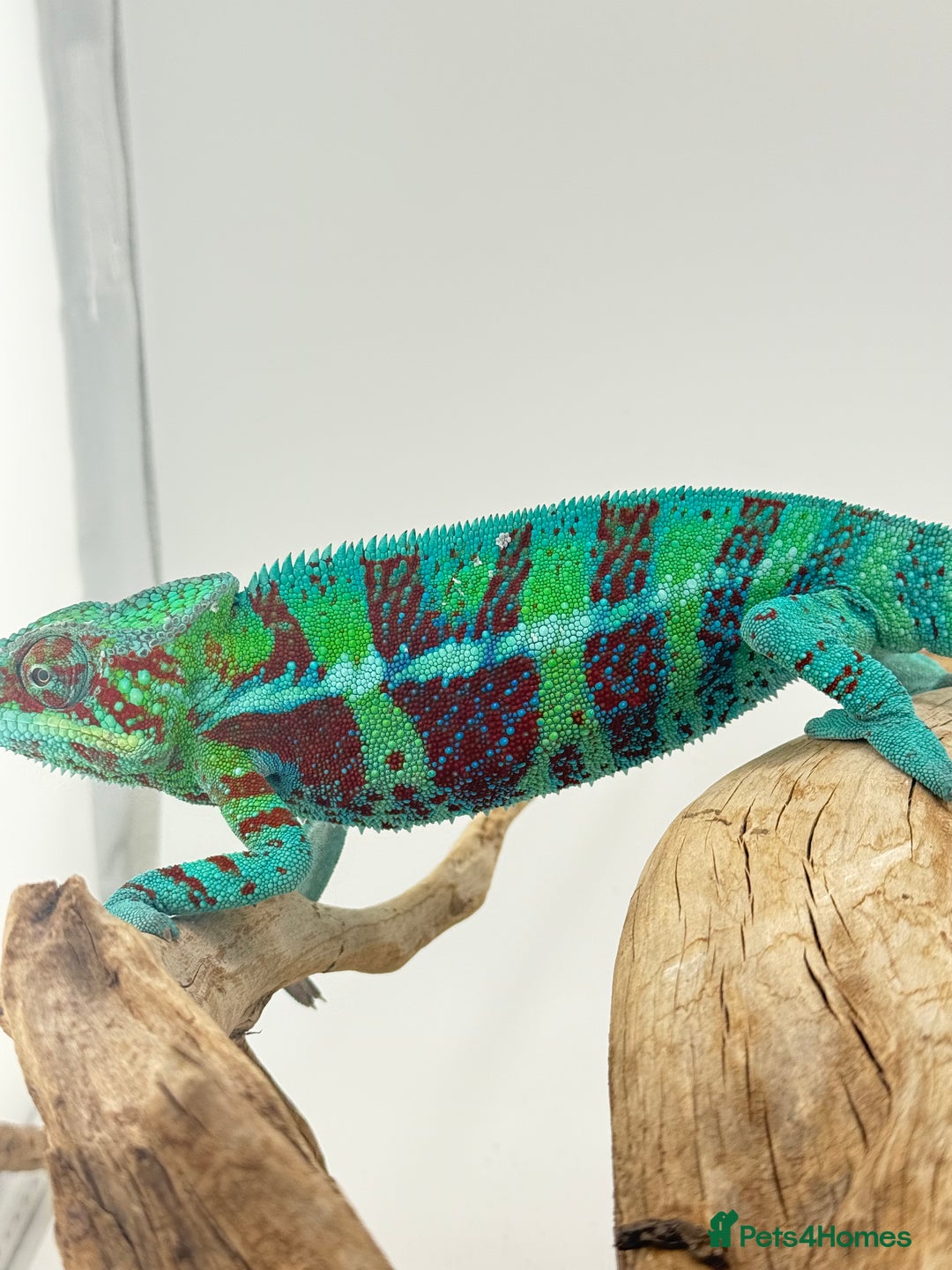 Chameleon reptiles for sale: Ambanja panther chameleon PURPLE  - Image 9