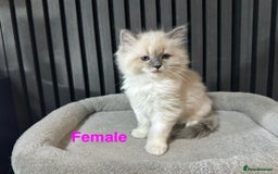 Ragdoll cats for sale: ragdoll kittens - Image 3