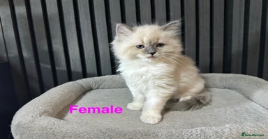 Ragdoll cats - Advert 10