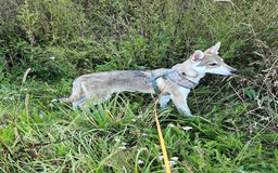 Saarloos Wolfdog dogs for sale: Wolfdog puppies. 1 boy, 3 girls available  in Wigan - Image 1