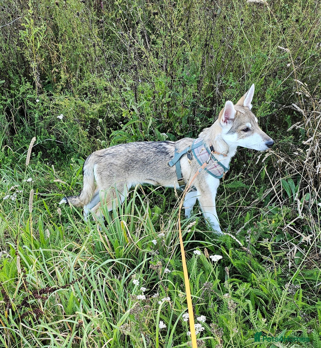 Saarloos Wolfdog dogs for sale: Wolfdog puppies. 1 boy, 3 girls available  in Wigan - Image 1