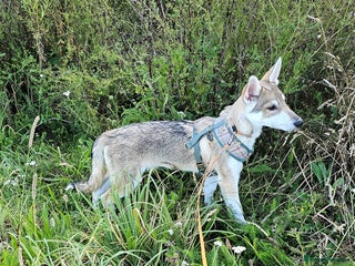 Saarloos Wolfdog dogs in Wigan - Advert 3